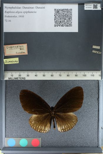 Media type: image;   Entomology 160921